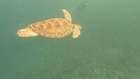 Moooiiiiie groene zeeschildpad