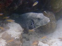 Koffervis (?)