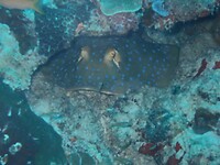 Blue spotted ray