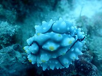 Nudibranch (2cm)