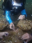 Koraal planten met superglue