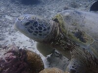 Groene schildpad