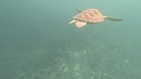 De groene schildpad die heel dichtbij kwam