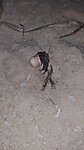 Hermetijd! Heremietkreeft bij night