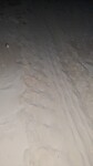 Schildpad moeders sporen op het strand, de groene zeeschildpad