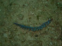 Nudobranch (slakachtige)