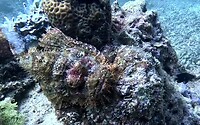 De versteende Stonefish, 25 cm