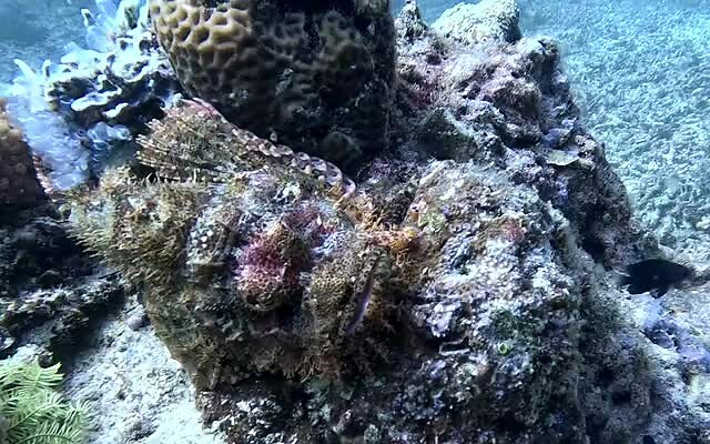 De versteende Stonefish, 25 cm