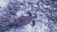 Koekoek, hawksbill zeeschildpad