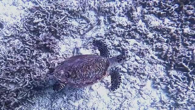 Koekoek, hawksbill zeeschildpad