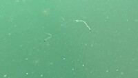 Zoooo! Zoöplankton, 30 cm