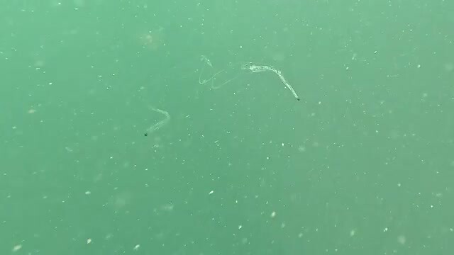Zoooo! Zoöplankton, 30 cm