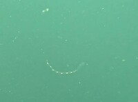 Sea salp