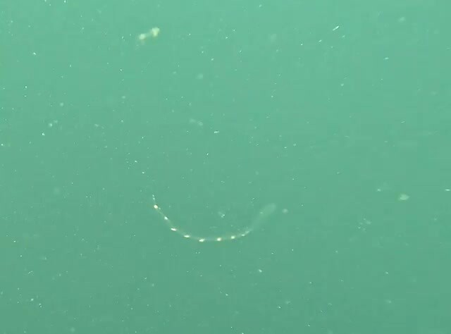 Sea salp