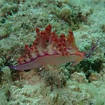 Nudibranch