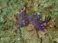 Nudibranch