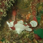 Nudibranch