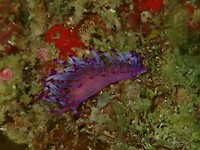 Nudibranch