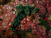 Nudibranch