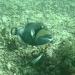 Triggerfish (45-50cm)