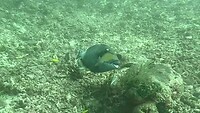 Grote triggerfish