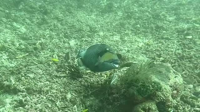 Grote triggerfish