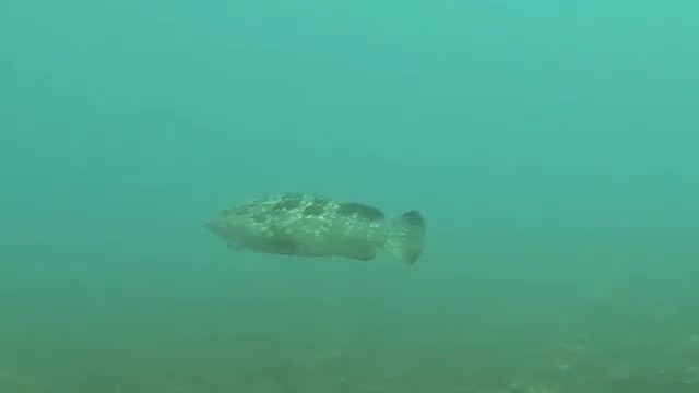 Zeebaars (1mtr)