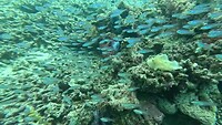Fishies, fishies and a scorpion leaf fish