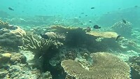 Sightseeing during a drift dive....