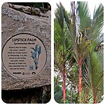 Lipstick palm