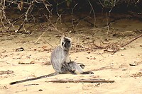 Silverleaf monkey