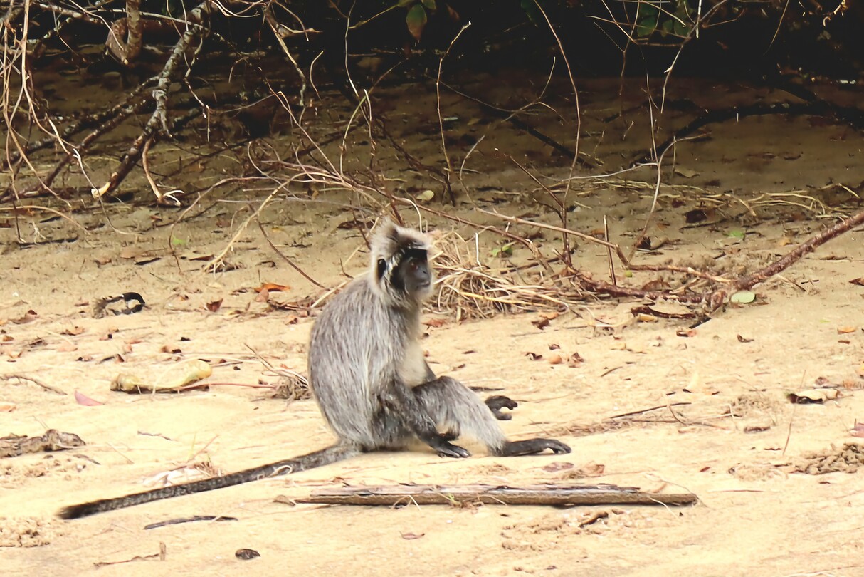 Silverleaf monkey