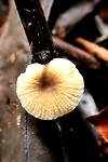Funghi
