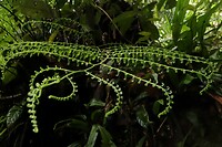 Bako National Park