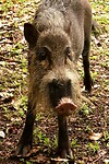 Wilde boar