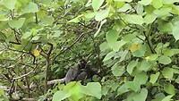 Silverleaf monkeys grooming