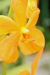Orchid garden Kuching