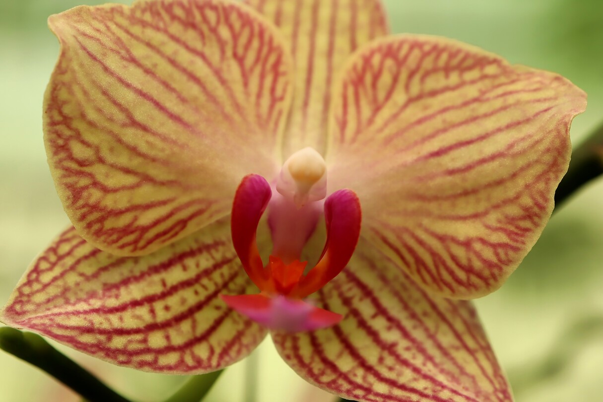 Orchid garden Kuching