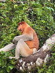 Proboscis monkey / neusaap