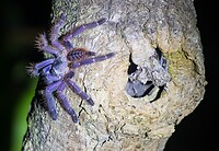 Tarantula