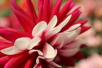 Gardens by the bay- Flower Dome