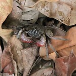 Sungei Buloh Wetland Reserve