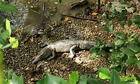 Krokodil - Sungei Buloh Wetland Reserve