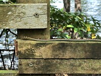 Paradijs slang - Sungei Buloh Wetland Reserve