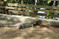 Varaan - Sungei Buloh Wetland Reserve