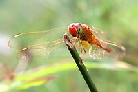 Botanische tuin Singapore