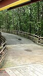 Lizard on the road