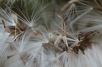 Pluis