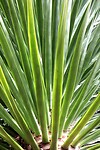 Palm tree