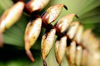 Macro - Botanische tuin Puerto de la Cruz